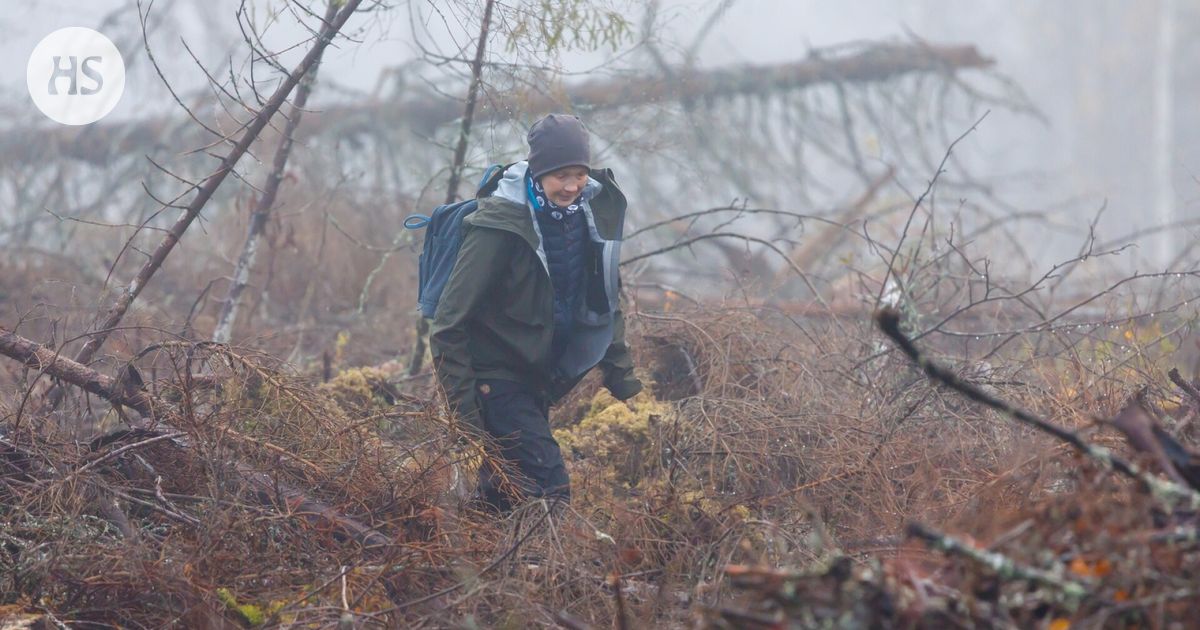 Luonnonsuojeluliiton metsäkartoittaja Tuuli Hakulinen valvoo metsäyhtiöiden toimintaa hakkuualueilla