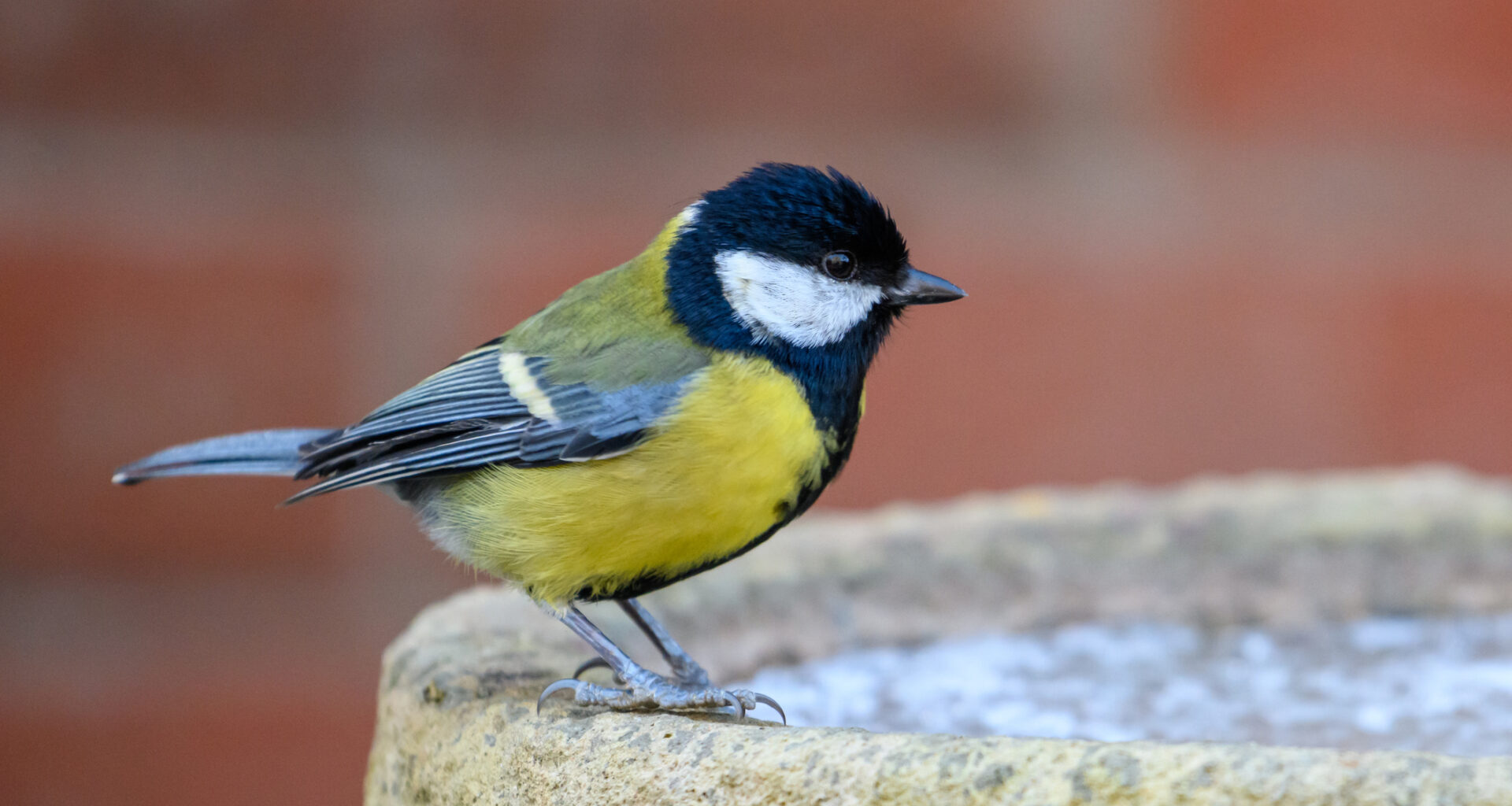 Mitä tehdä, jos lintu lentää sisälle? Yksi tapa toimia on erityisen huono