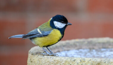 Mitä tehdä, jos lintu lentää sisälle? Yksi tapa toimia on erityisen huono