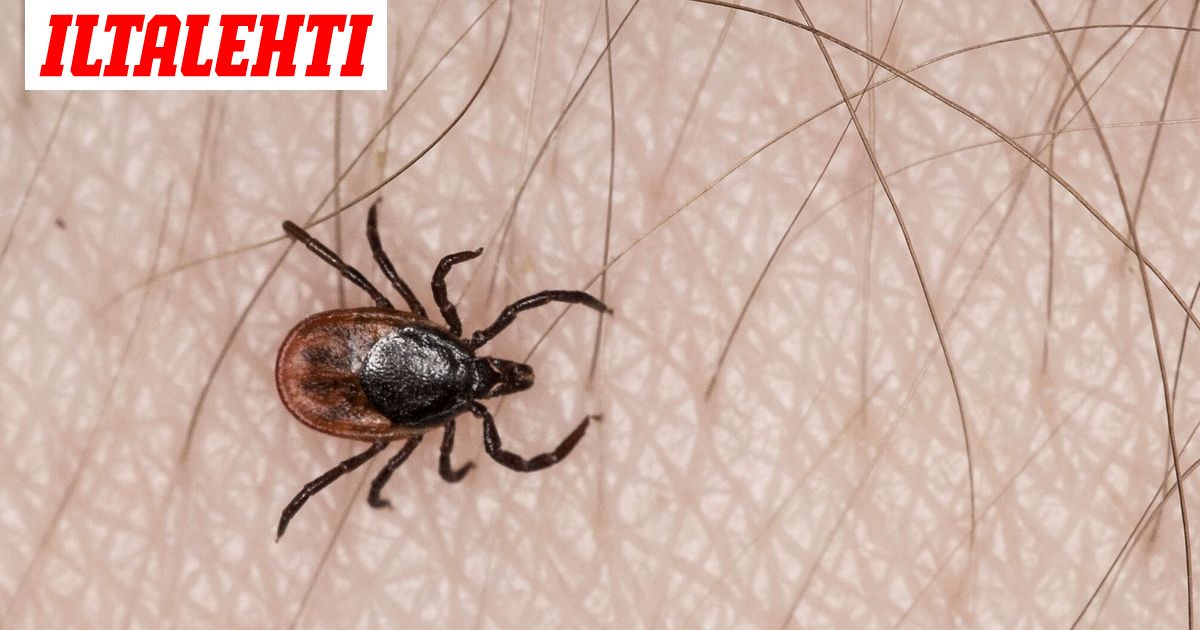 Amerikkalaismies söi hampurilaisen ja kuoli