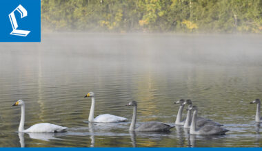 Suurin osa muuttolinnuista on jo lähtenyt talvehtimaan – yksittäisiä viipyilijöitä tavallista enemmän