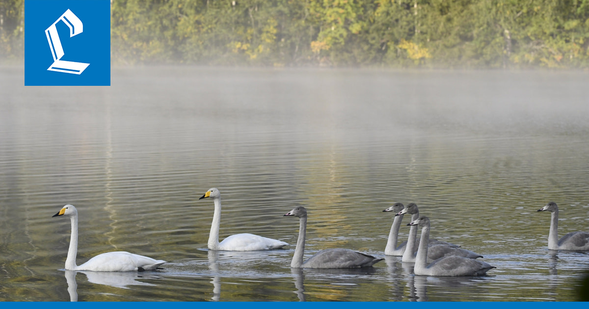 Suurin osa muuttolinnuista on jo lähtenyt talvehtimaan – yksittäisiä viipyilijöitä tavallista enemmän