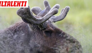 Useita hirvikolareita – Poliisi varoittaa