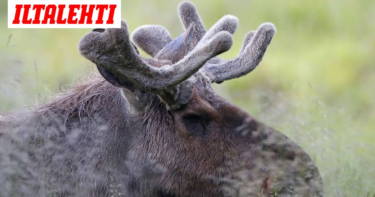 Useita hirvikolareita – Poliisi varoittaa