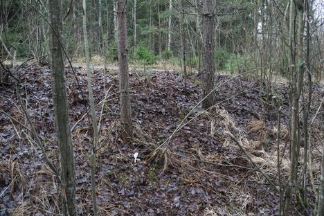 Poliisin eristysnauhan pala löytyi Haavistontien vieressä sijaitsevasta metsästä.