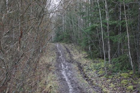 Metsikköön johtaa myös toinen tie, hyvin pieni polku.