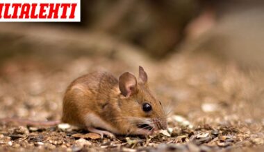 Kuollut hiiri päiväkodin ruoassa – 59 ehti saada