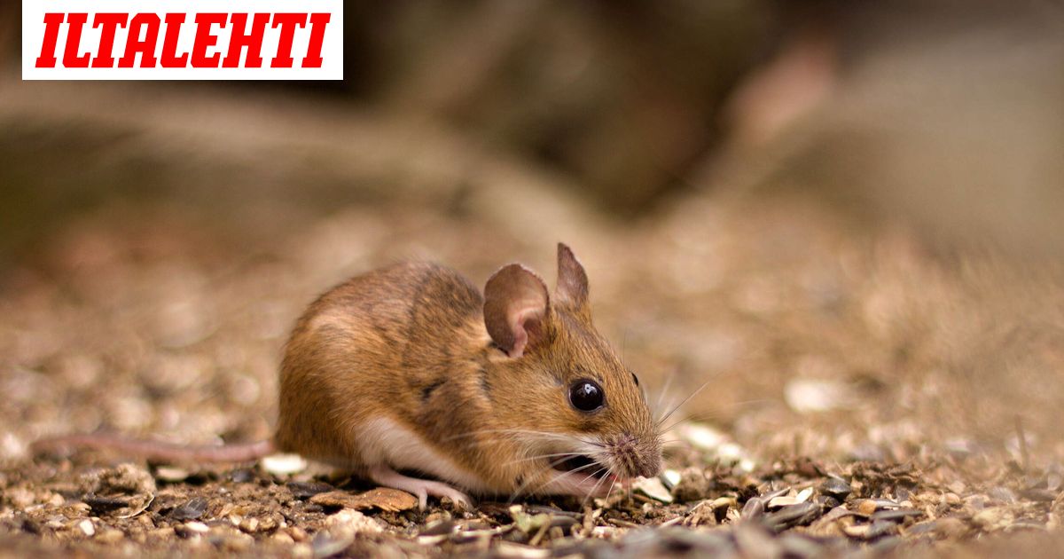 Kuollut hiiri päiväkodin ruoassa – 59 ehti saada