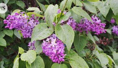 Syreeniaita leikattiin juuri ennen muuttoa, asukas vaati tuhansien korvauksia