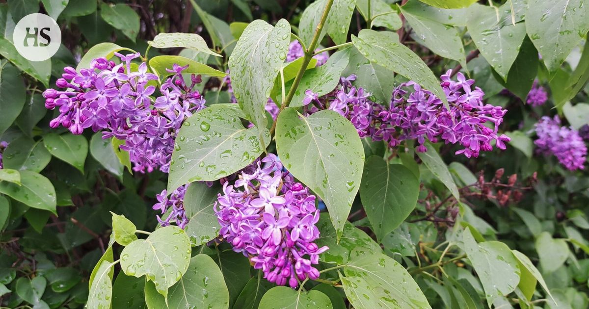 Syreeniaita leikattiin juuri ennen muuttoa, asukas vaati tuhansien korvauksia