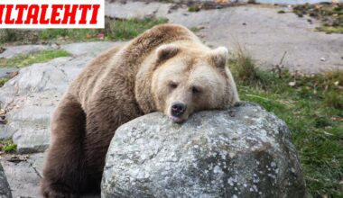 Karhujen talviuni alkoi – Hellyttävät kuvat viimeisistä hetkistä ennen uinahtamista