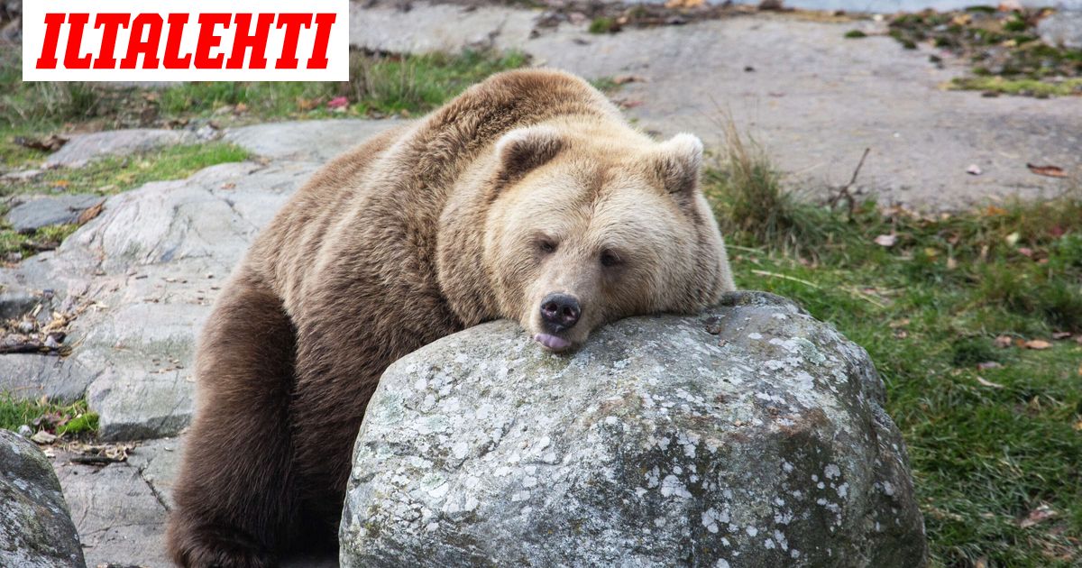 Karhujen talviuni alkoi – Hellyttävät kuvat viimeisistä hetkistä ennen uinahtamista