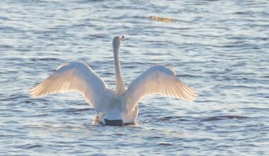 Ruokavirasto tutkii kaksi Sastamalassa kuollutta laulujoutsenta – eläinlääkäri epäilee lintu­influenssaa | Pirkanmaa