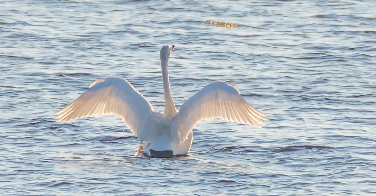 Ruokavirasto tutkii kaksi Sastamalassa kuollutta laulujoutsenta – eläinlääkäri epäilee lintu­influenssaa | Pirkanmaa