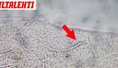 Uusi eläinlaji tuli Suomeen