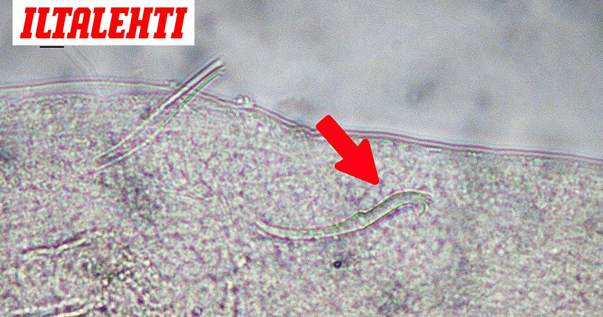 Uusi eläinlaji tuli Suomeen