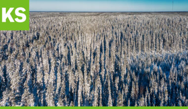 Metsien kasvun ja hiilinielujen vahvistaminen sai viisi miljoonaa euroa rahoitusta
