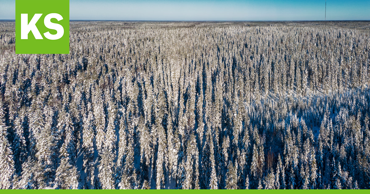 Metsien kasvun ja hiilinielujen vahvistaminen sai viisi miljoonaa euroa rahoitusta