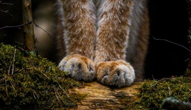 Voittajatassut ja muut vuoden luontokuvat esillä Haltiassa - Metsä