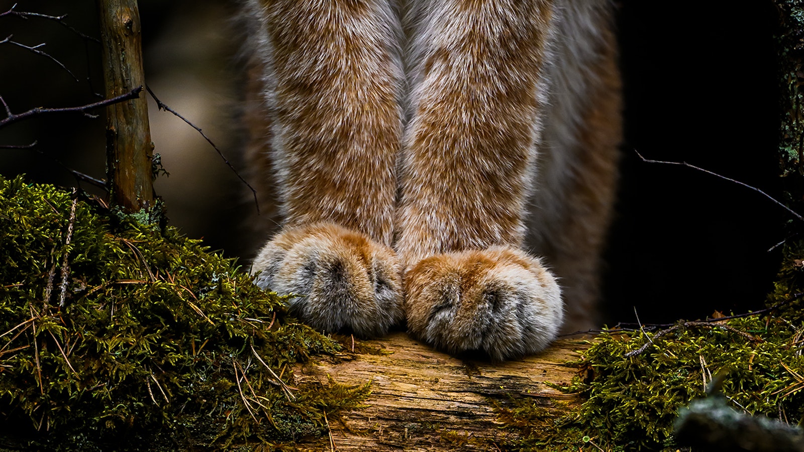 Voittajatassut ja muut vuoden luontokuvat esillä Haltiassa - Metsä