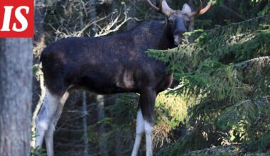Poliisi varoittaa hirvien liikkumisesta teillä
