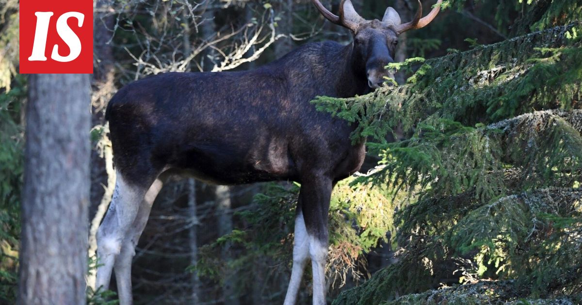 Poliisi varoittaa hirvien liikkumisesta teillä
