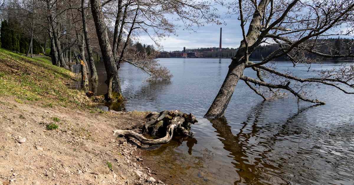 Kymijoesta löytyi uusi matolaji – se on laajalle levinnyt mutta harvoin löydetty | Uutisia lyhyesti