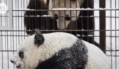 Tuore video julki: Lumi ja Pyry löytyivät