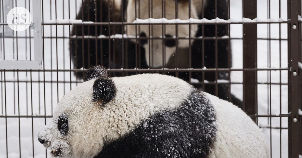 Tuore video julki: Lumi ja Pyry löytyivät