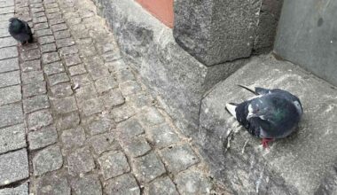 Pulut ovat myöhässä – lämmin marraskuu on pitänyt ne ruokailemassa viljapelloilla | Keski-Suomi