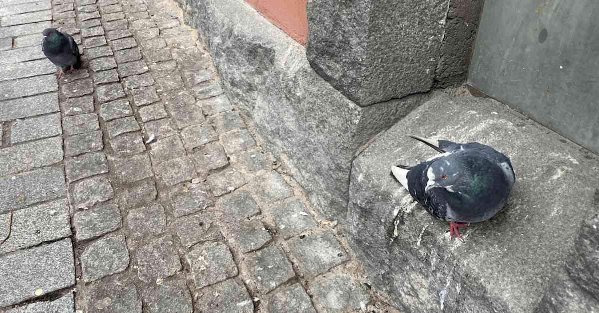 Pulut ovat myöhässä – lämmin marraskuu on pitänyt ne ruokailemassa viljapelloilla | Keski-Suomi