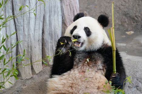 Lumi syömässä bambua Ähtärin pandatalossa.