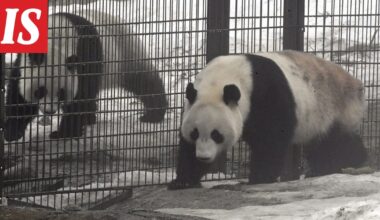 HS: Ähtärin entiset pandat Pyry ja Lumi löytyivät