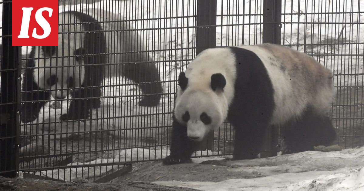 HS: Ähtärin entiset pandat Pyry ja Lumi löytyivät