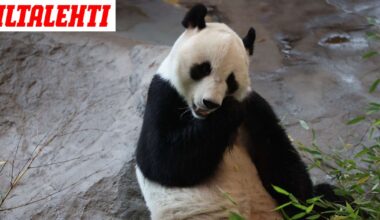 Ähtärin pandat löytyivät