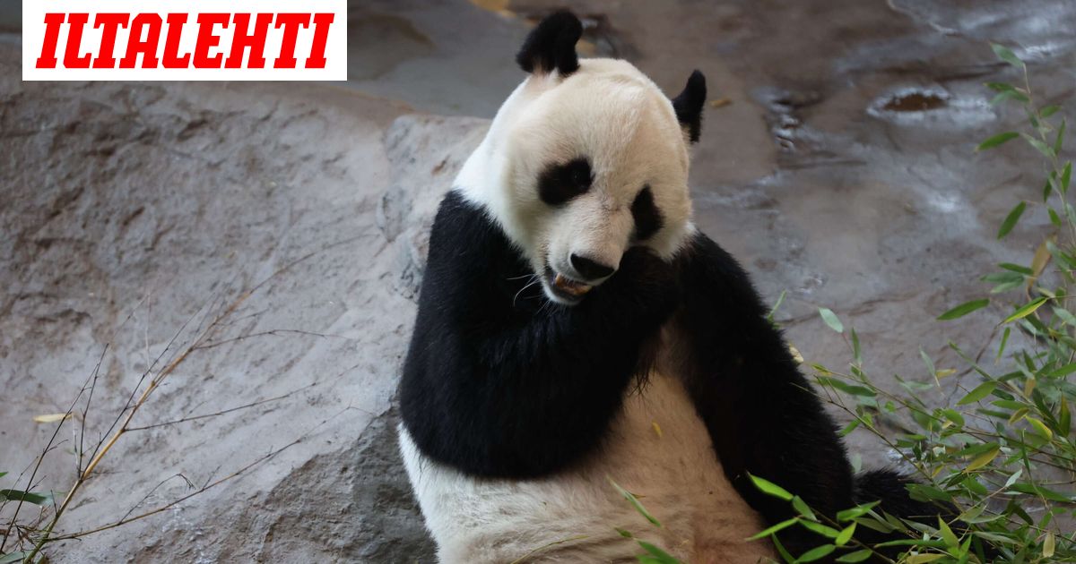 Ähtärin pandat löytyivät