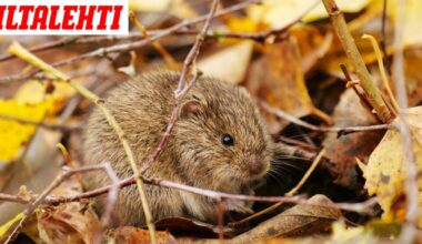 Päiväkodin ruoassa olikin kuollut myyrä