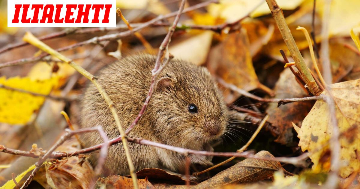 Päiväkodin ruoassa olikin kuollut myyrä