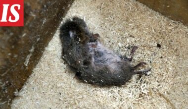 Kaleva: Päiväkodin ruoasta löytynyt kuollut eläin olikin peltomyyrän poikanen