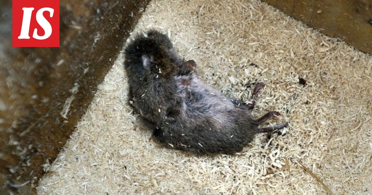 Kaleva: Päiväkodin ruoasta löytynyt kuollut eläin olikin peltomyyrän poikanen