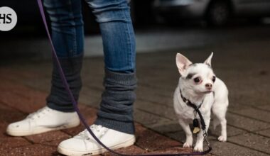 Yukin ego riittäisi poliisiksi mutta fysiikka ei, sanoo Milla Vanhala – Nyt koira on lähiön rottien kauhu
