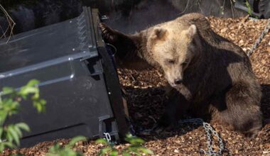 Testaajat menivät talviunille – karhuvarmojen roskisten kenttäkokeet jatkuvat ensi keväänä | Kotimaa