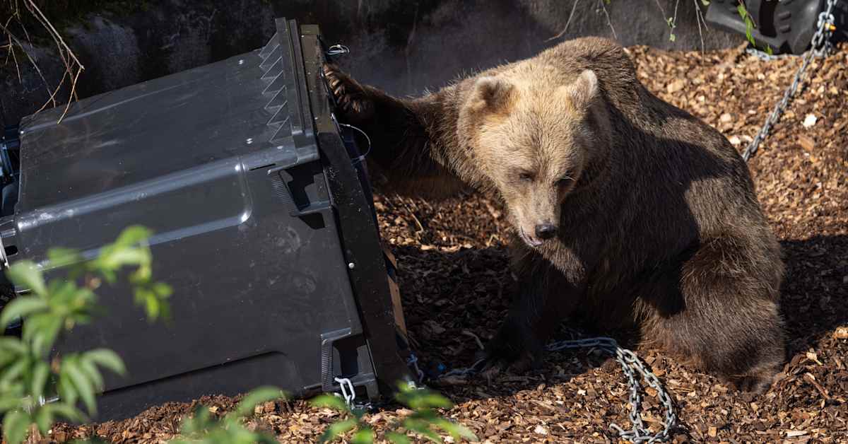 Testaajat menivät talviunille – karhuvarmojen roskisten kenttäkokeet jatkuvat ensi keväänä | Kotimaa