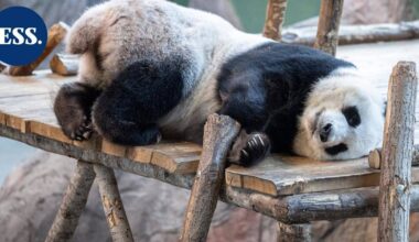 HS: Täällä Lumi ja Pyry asuvat | Uutissuomalainen