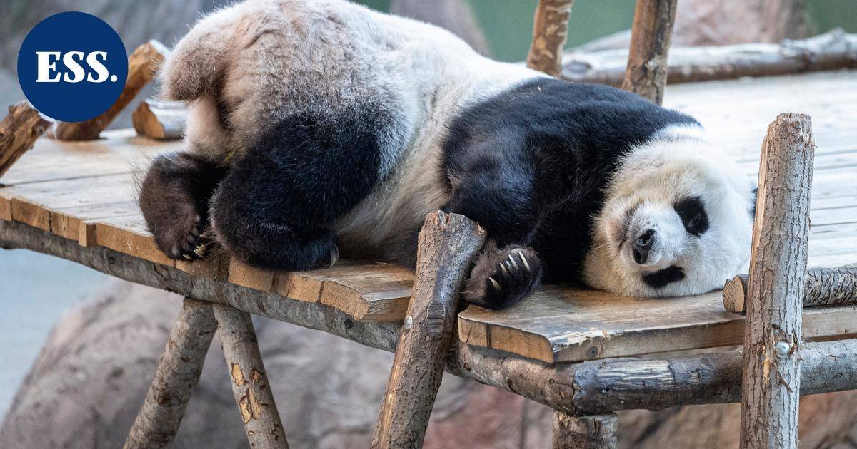 HS: Täällä Lumi ja Pyry asuvat | Uutissuomalainen