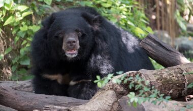 Japaniin matkaileville annetaan matkustusvaroituksia karhuista – jo 220 loukkaantunutta ja 13 kuollutta - Metsä