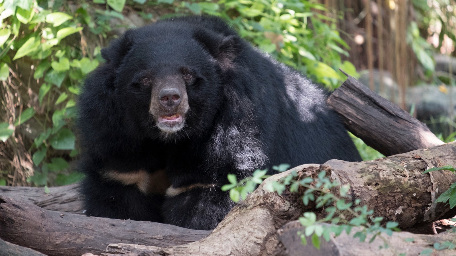 Japaniin matkaileville annetaan matkustusvaroituksia karhuista – jo 220 loukkaantunutta ja 13 kuollutta - Metsä