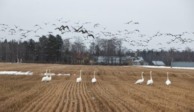 TS: Joutsen jäätyy erittäin harvoin kiinni jaloistaan - Uutiset kotimaasta ja maailmalta