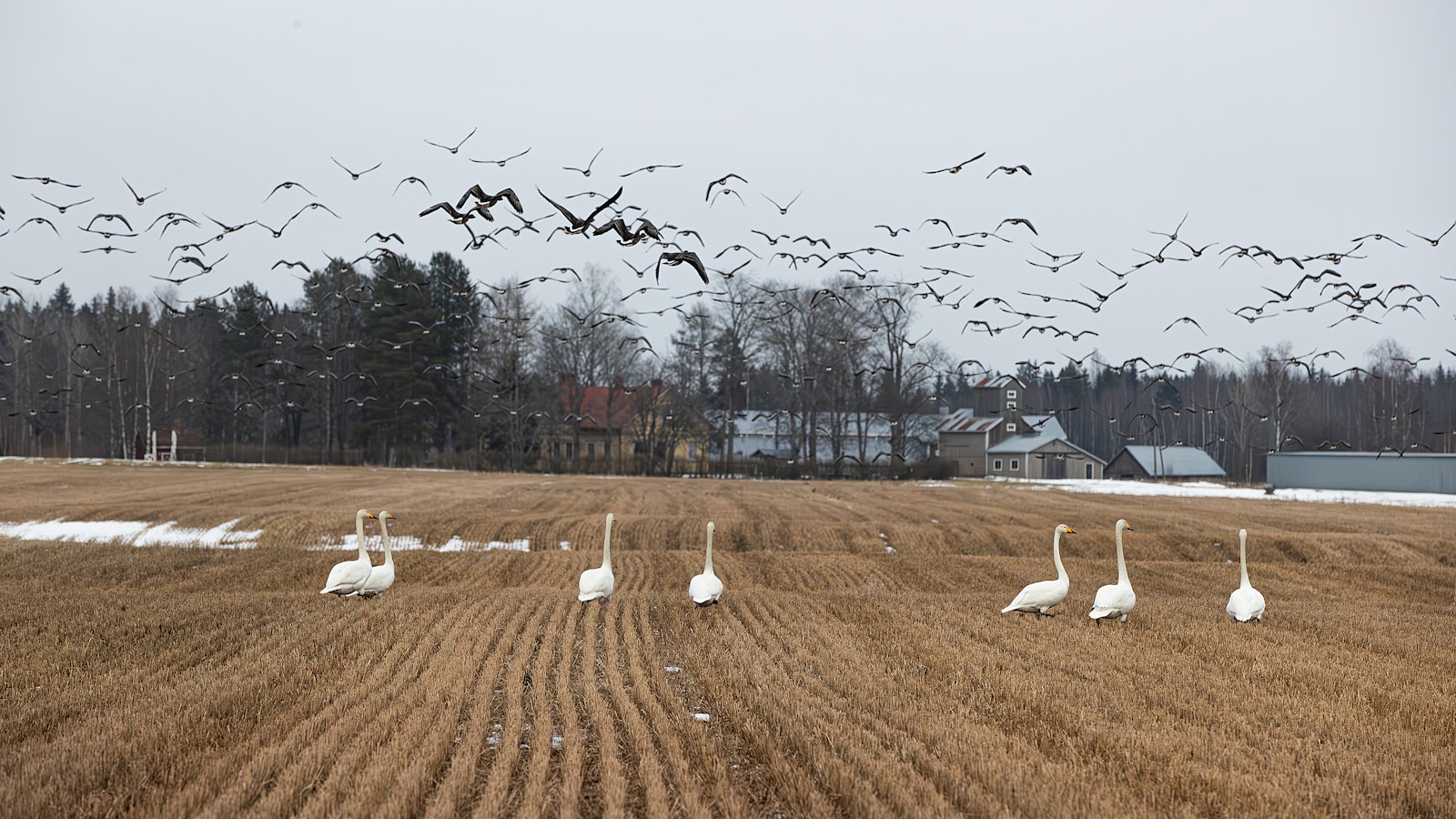 TS: Joutsen jäätyy erittäin harvoin kiinni jaloistaan - Uutiset kotimaasta ja maailmalta