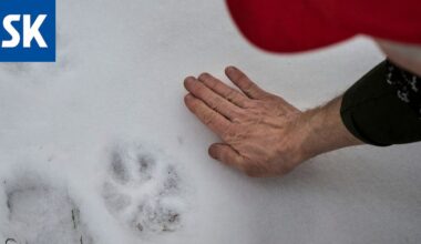 Mielipide: Susista ja susireviireistä – ”Täällä Huittisissa näkee susia useammin kuin kettuja”